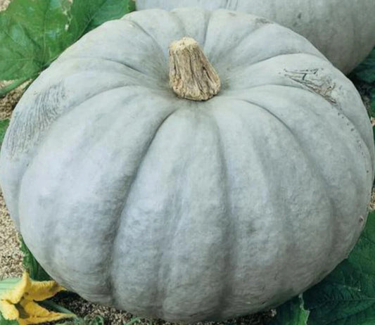 Blue Pumpkin Seeds 12" Jarrahdale Vegetable Garden Ornamental Squash Harvest