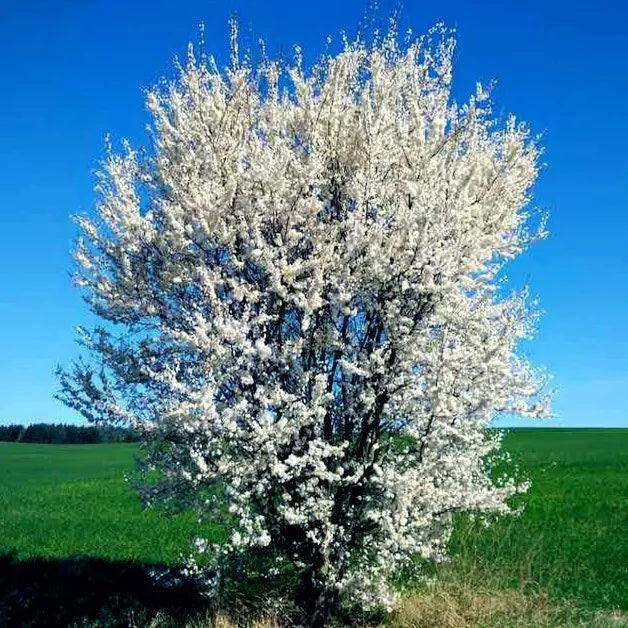 American Plum Tree Seeds - Fast Fruit Flower Plant - Hardy for Zone 3 - Prunus americana