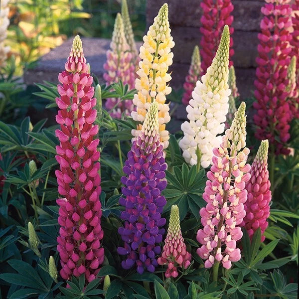 25 Mixed Lupine Seeds | Perennial Hardy Flowers | Colorful Blooms | Lupinus | US Seller