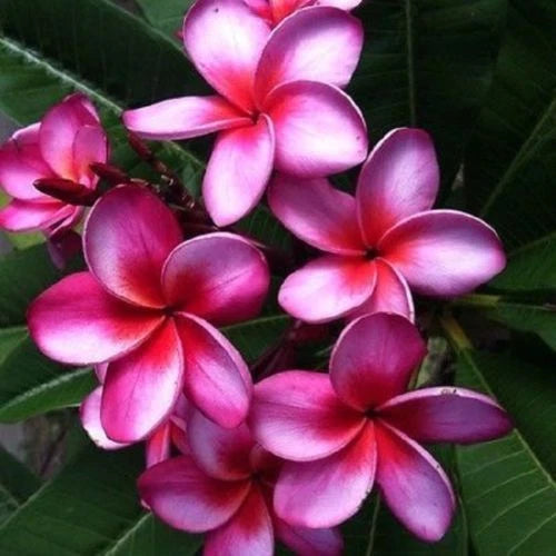 5 Pink Purple Plumeria Seeds - Perennial Flower Seeds - Plumeria spp. - US Seller