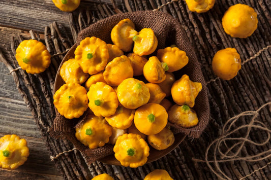 50 Early Yellow Bush Patty Pan Scallop Squash Seeds | Pattypan Vegetable Seeds | Cucurbita pepo