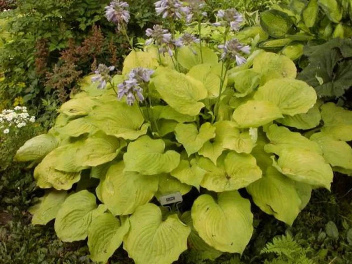 Large Golden Hosta Plant - Full Rooted, 3+ Years Old, Perfect for Garden - Hosta sieboldiana 'Aureomarginata'