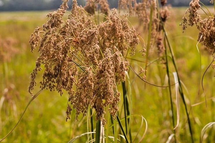 Wool Grass Seeds - 1000+ Native Wildflower Seeds for Marsh Wetlands - Woolgrass Sedge (Scirpus cyperinus) Perennial