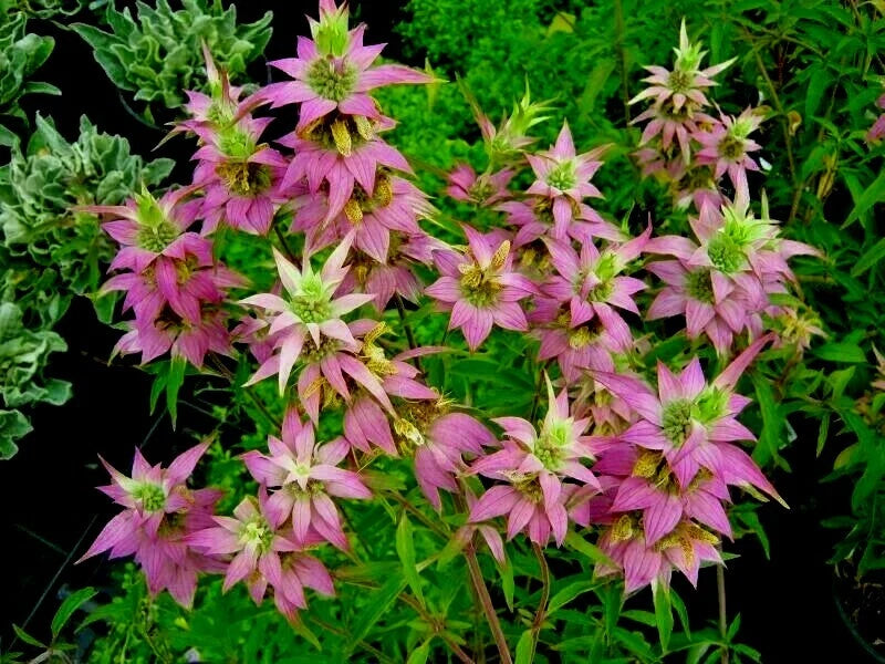 300+ Spotted Bee Balm Flower Seeds - Native Wildflower, Herbal Tea, Medicinal Plant (Monarda punctata)