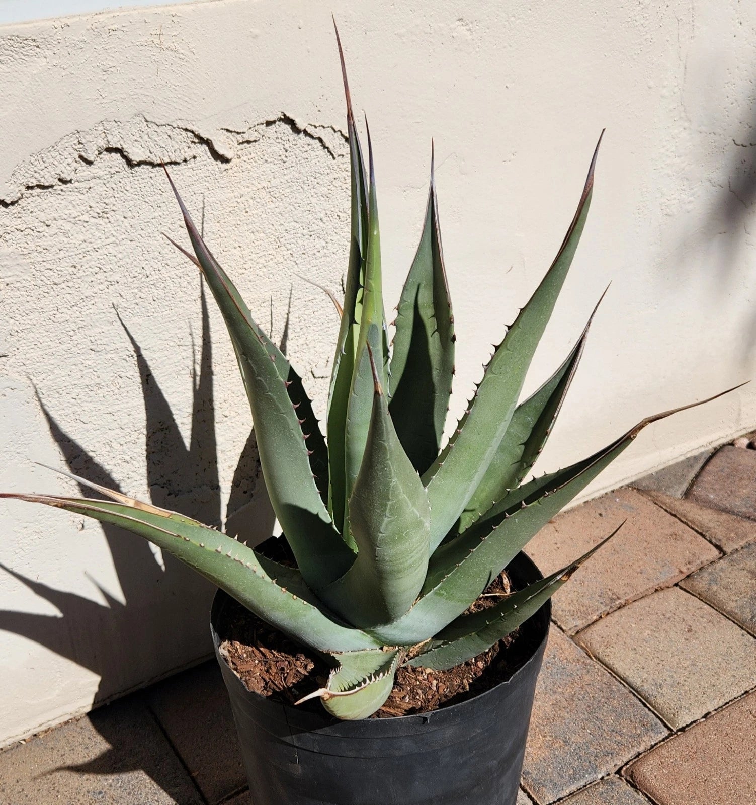 Agave Cerulata Live Rooted Plant | Baja California Succulent | Drought-Tolerant Garden Plant