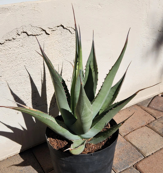 Agave Cerulata Live Rooted Plant | Baja California Succulent | Drought-Tolerant Garden Plant
