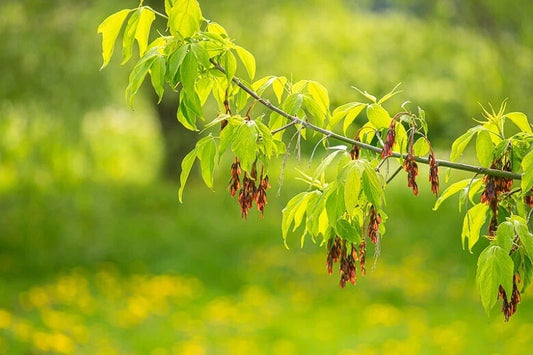 Boxelder Maple Tree Seeds - 25 Seeds - Acer negundo - Fast-Growing, Hardy Tree for Landscaping