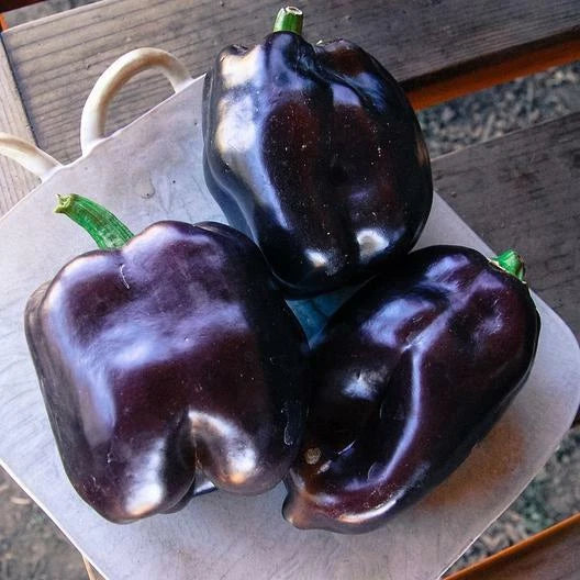 50 Non-GMO Heirloom Purple Beauty Bell Pepper Seeds - Capsicum annuum - Free Shipping