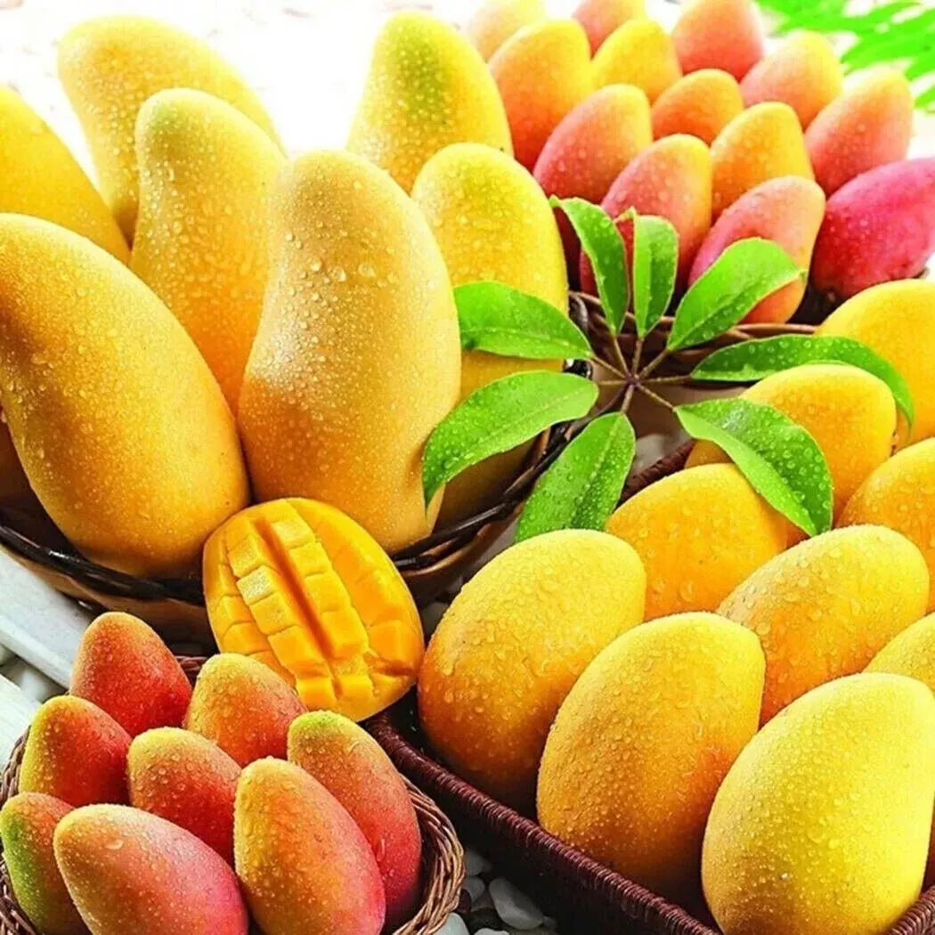 Nam Dok Mai Mango Seeds 3-Pack Rare Super Sweet Juicy Mangifera indica USA