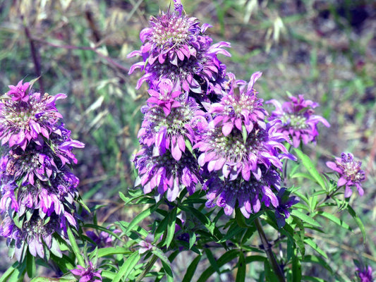 Beebalm Seeds - 1105 Seeds - Lemon Bee Balm Flower - Monarda citriodora - GroCo USA - Buy Any 15 - Ships Free