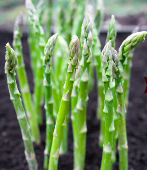 Asparagus Seeds | 50 Count | MARY WASHINGTON Variety | Perennial | High Yield | Popular in USA