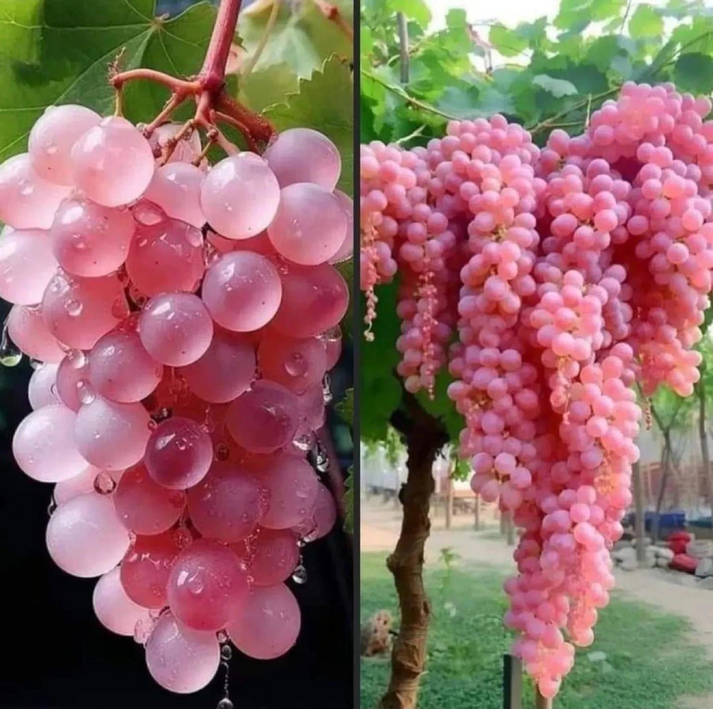 Rare Organic Japanese Koshu Grapes Cuttings - 5 Rooting or Grafting Pieces - Vitis vinifera
