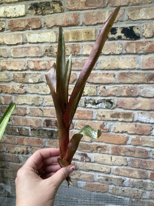 Aechmea 'Burgundy' Bromeliad Unrooted Cutting | Tropical Plant Propagation | Houseplant for Indoor Gardens