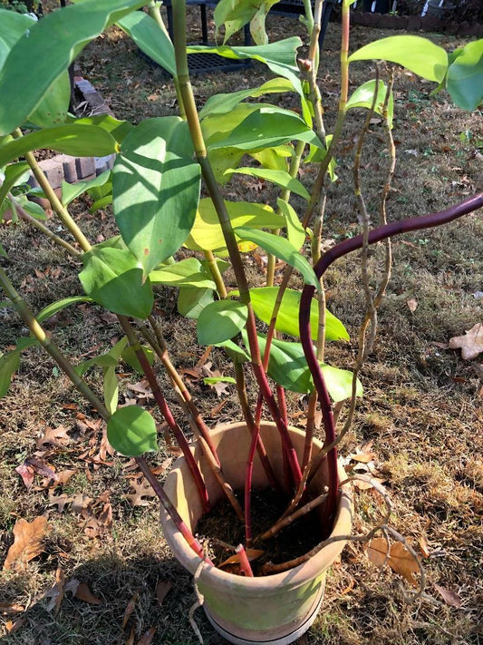 Costus Igneus Insulin Plant Rhizome - Fiery Spiral Feature - 1 Plant