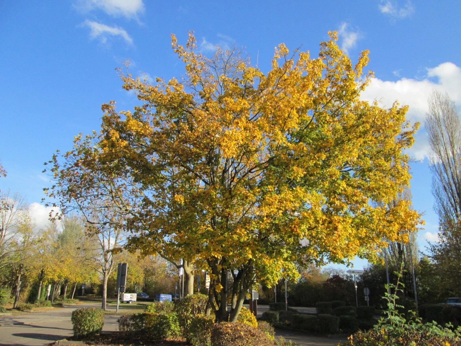 Acer Campestre Hedge Maple Tree Seeds - Hardy Variety, Free Shipping