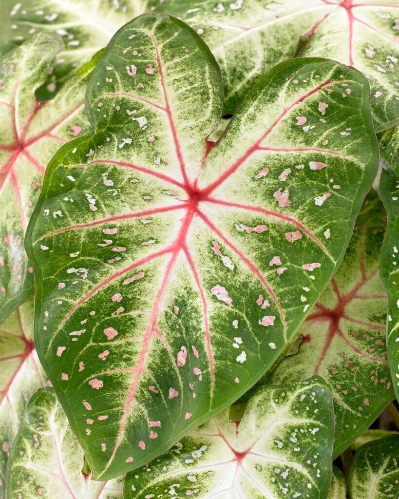 Galaxy Caladium Bulbs for Planting - Colorful Varieties - Tropical Foliage Plants - Caladium bicolor