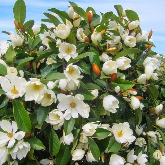 Michelia doltsopa Magnolia Tree | Fairy Cream | Well Rooted | Fragrant Blooms
