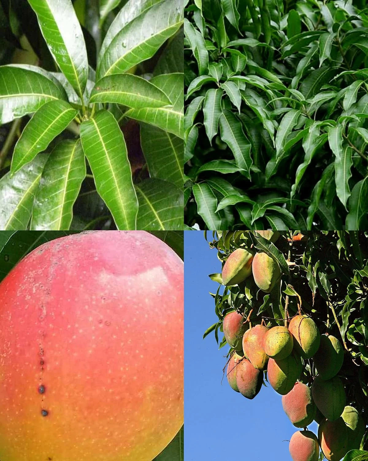 8" Rooted Mango Tree Seedling Live Tropical Fruit Plant - Mangifera indica - Grown in Florida