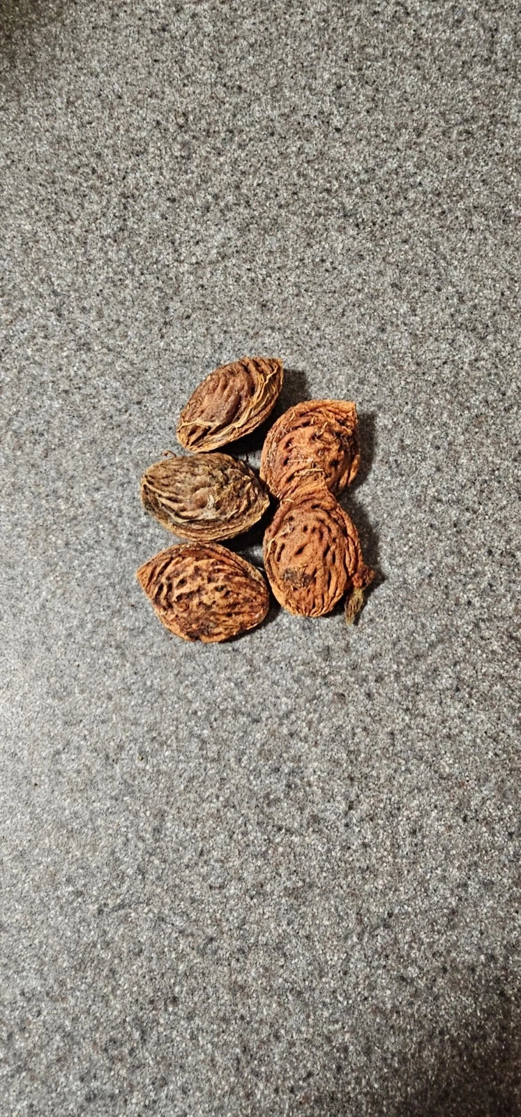 Anthurium Plant - Large King Clarinervium - Exotic Tropical Foliage - Free Shipping