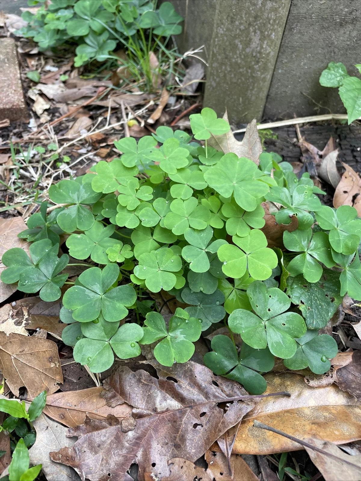 40 Pink Oxalis Wood Sorrel Bulbs - Perennial, Easy Care, Drought-Resistant - Oxalis triangularis - Ideal for Tropical Gardens