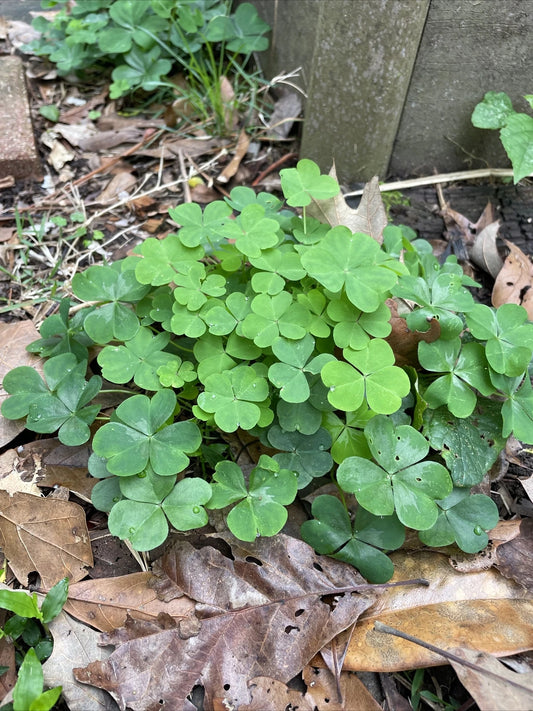 40 Pink Oxalis Wood Sorrel Bulbs - Perennial, Easy Care, Drought-Resistant - Oxalis triangularis - Ideal for Tropical Gardens