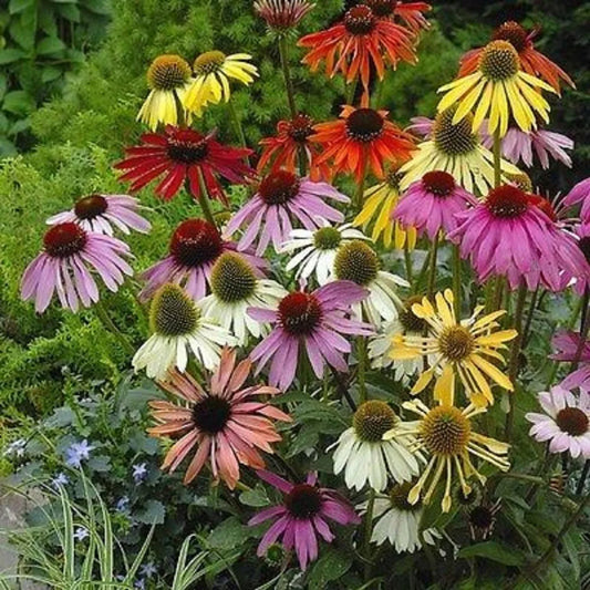 50 Coneflower Seeds - Echinacea Perennial Flowers - Lustre Mix - USA Grown