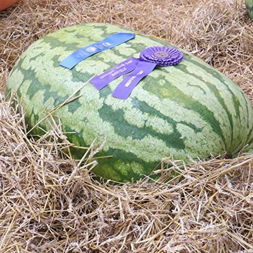 Carolina Cross Watermelon Seeds | Heirloom Non-GMO Variety | Free Shipping | Citrullus lanatus
