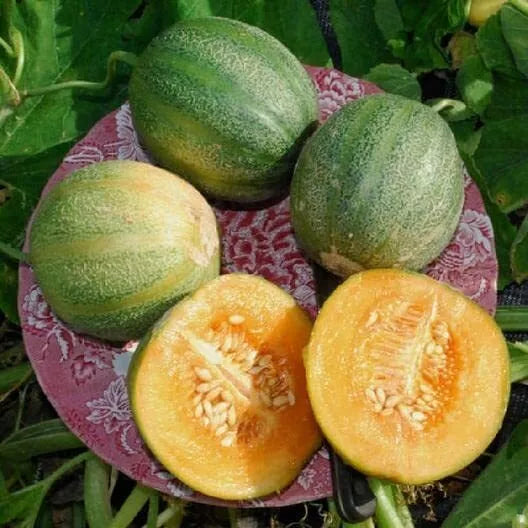 Minnesota Midget Melon Seeds - 10 Pack - Sweet Midget Melons - Cucumis melo