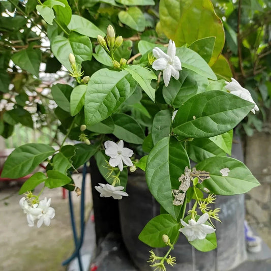 Arabian Jasmine Live Plant 15” Tall Starter in 2.25” Pot - Jasminum sambac - Fragrant Indoor/Outdoor Houseplant