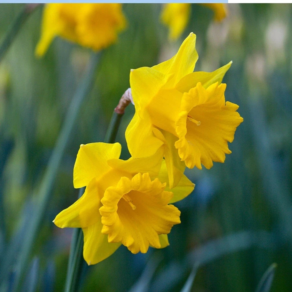 Yellow Trumpet Daffodil Bulbs - 5 Pack | Ready to Grow | Deer Resistant | Narcissus