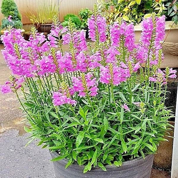 Obedient Plant Flower Seeds - 50+ Seeds, Native Wildflower, Deer Resistant, Easy to Grow, Physostegia virginiana