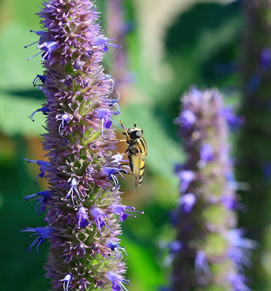 Anise Hyssop Seeds 200 Seeds Wildflowers Agastache foeniculum - Aromatic Herb for Garden Planting