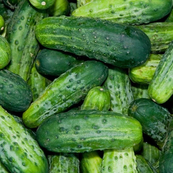 Bush Pickle Cucumber Seeds | F1 Hybrid | Non-GMO | Cucumis sativus