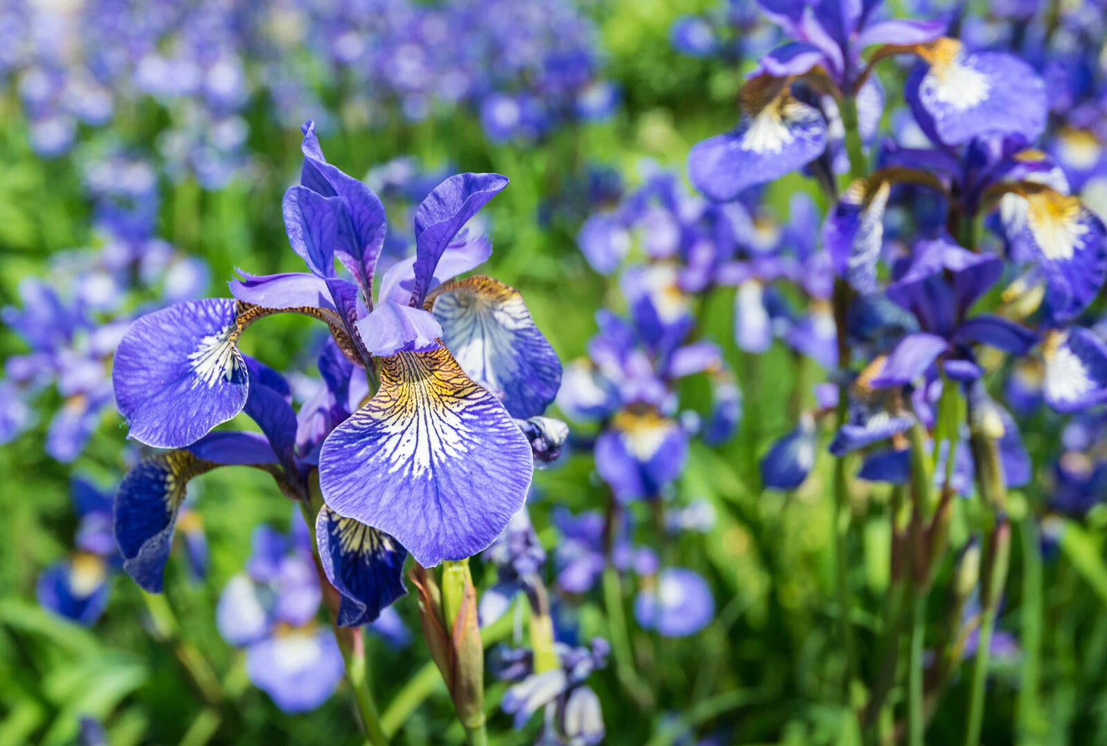 Siberian Iris Starter Plant
