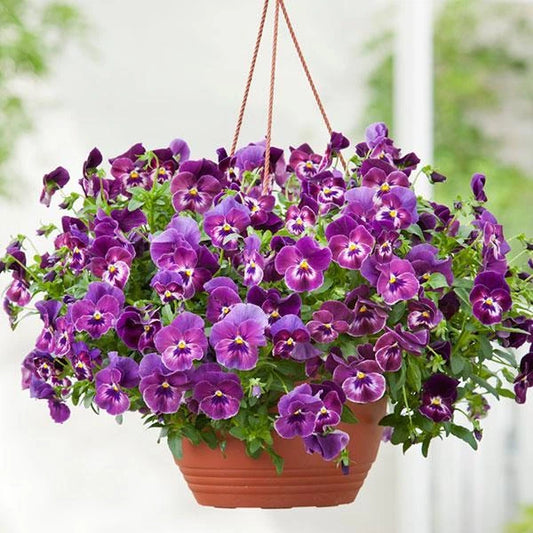 15 Pansy Seeds Cool Wave Raspberry Trailing Pansy - Ideal for Hanging Baskets (Viola x wittrockiana)