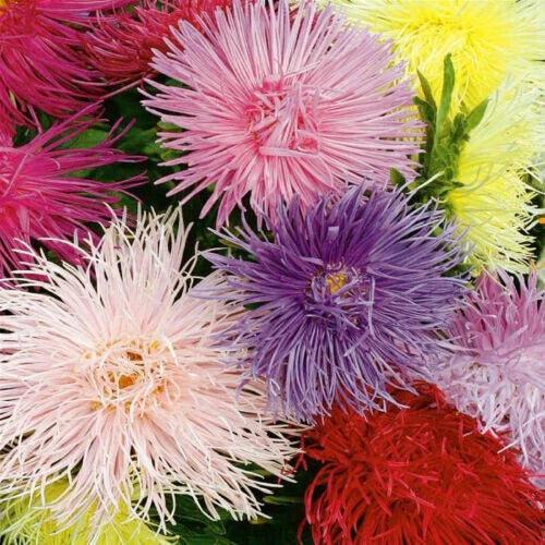 Aster Seeds - 130 Seeds - China Crego Mix - Aster chinensis - Free Shipping on 15+ Items