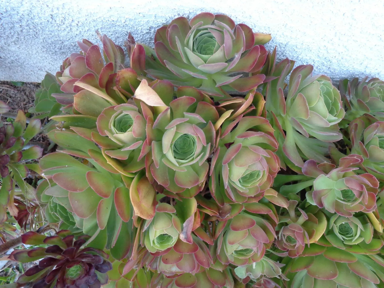 Aeonium Blushing Beauty Cuttings 5"-6" 2 Pieces, Color-Changing Succulent, Fresh Soil-Free Cuttings