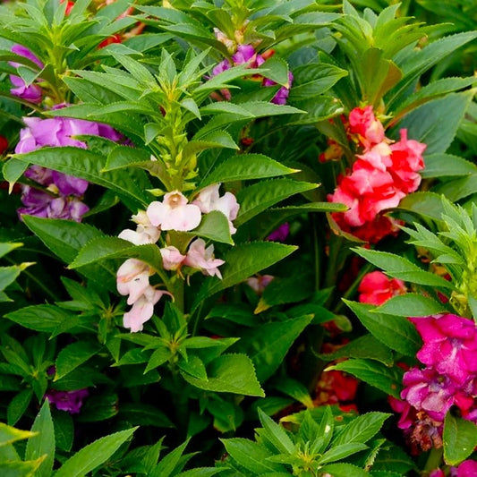 Impatiens Seeds - Bush Mixed - 50 Seeds - Colorful Annuals for Flower Beds - Impatiens walleriana