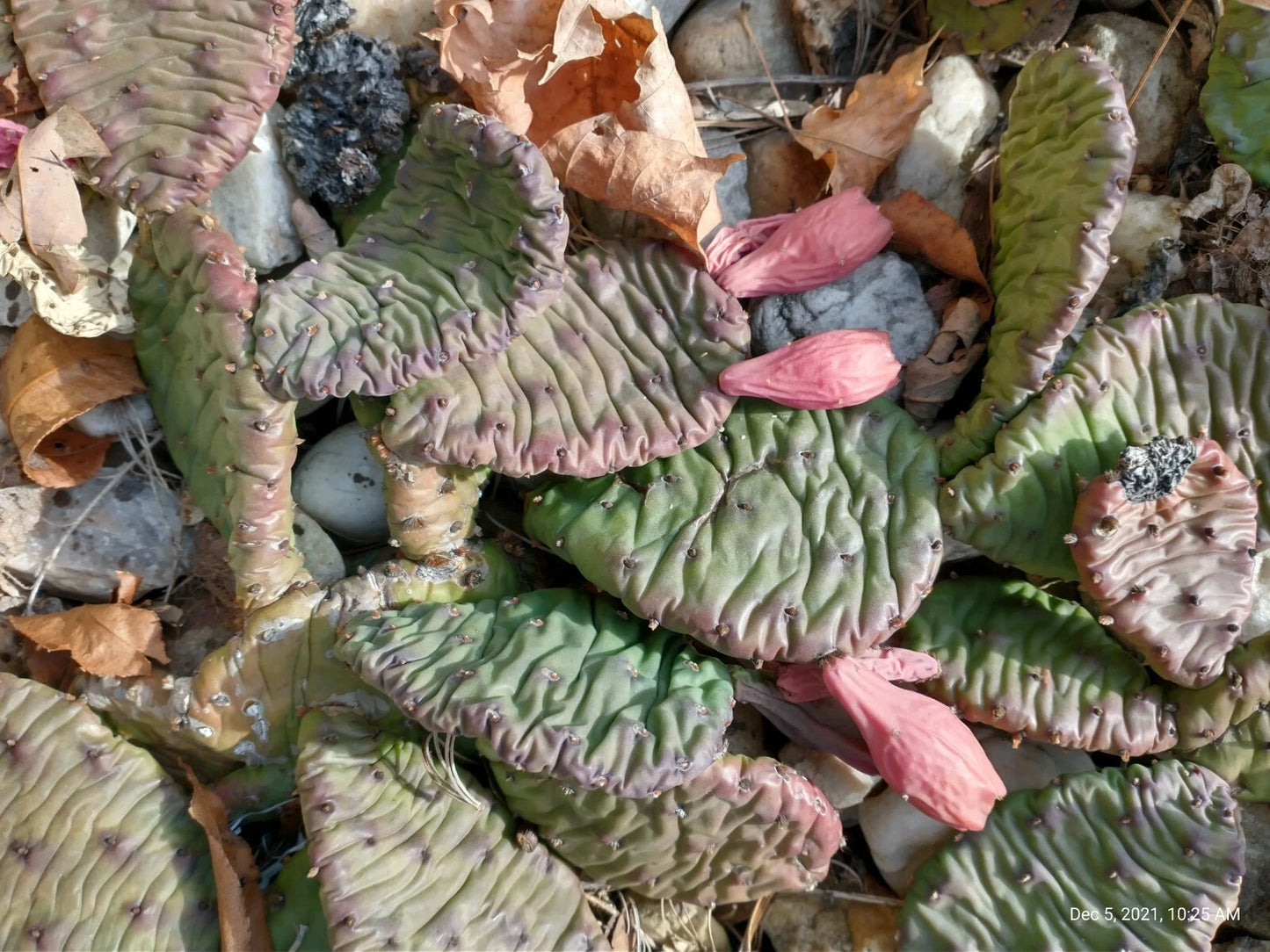 Large Cold Weather Prickly Pear Cactus Plant - 3 Pads - Opuntia spp.