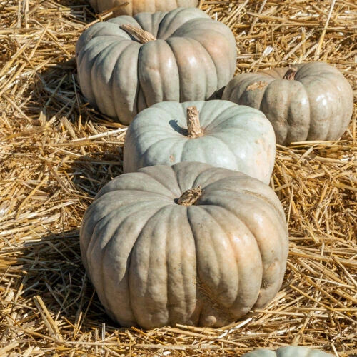 Jarrahdale Pumpkin Seeds - 25+ Pack for Garden Planting - Cucurbita maxima - Heirloom Variety, USA Grown