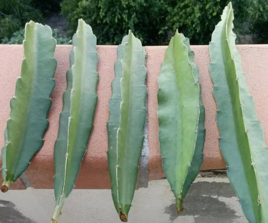 Fresh Dragon Fruit Cuttings - 8" to 12" - Multiple Varieties - Hylocereus spp.