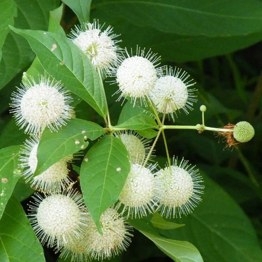 Buttonbush Seeds - 30 Pack - Common Variety - Cephalanthus occidentalis