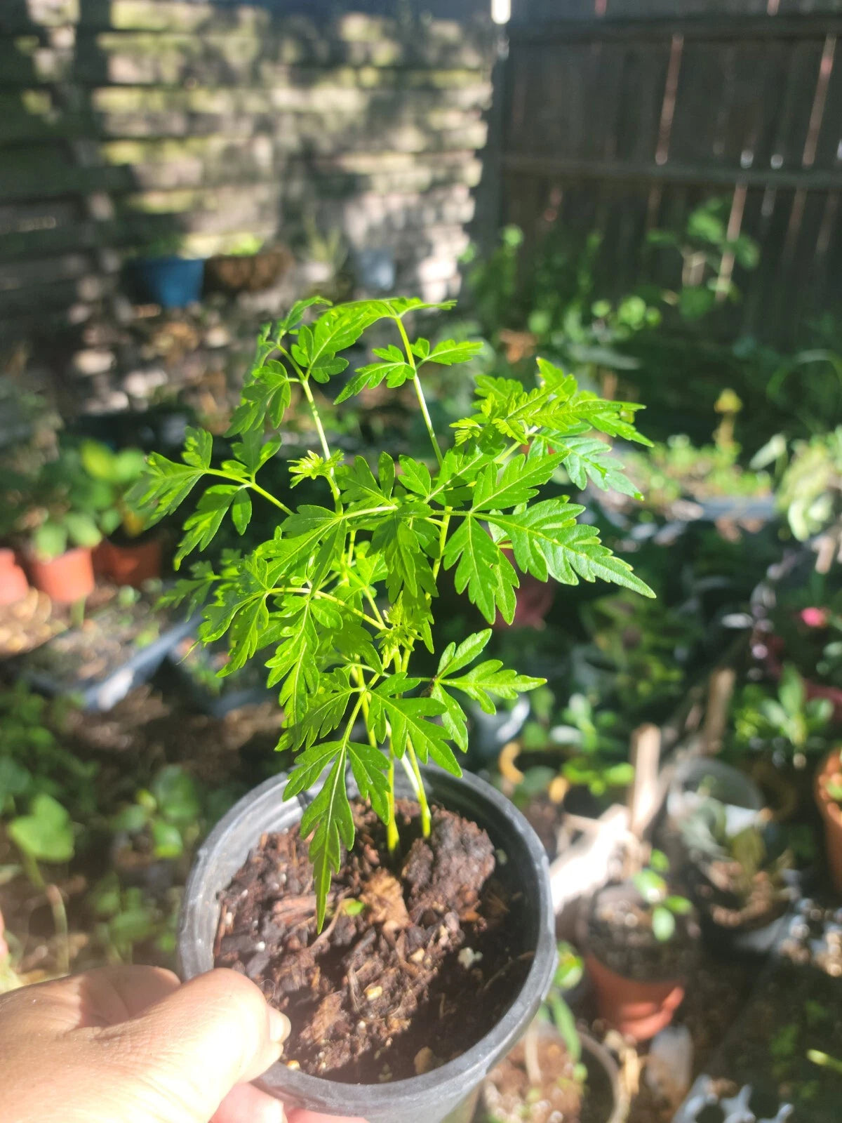 Chinaberry Tree Small - Fast Growing, Showy, Fragrant - Melia azedarach