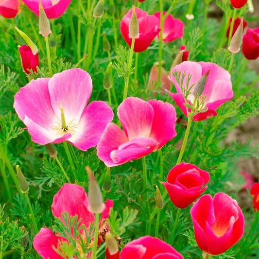 California Carmine King Poppy Seeds - 200+ Bulk Pack - Papaver somniferum - USA Grown, Garden Ready, Free Shipping