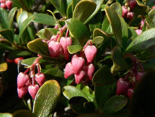 Bearberry Seeds for Planting, 30 Seeds, Attractive Fruit Bearing Ground Cover, Arctostaphylos uva-ursi