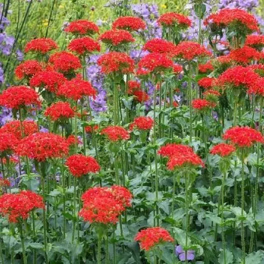 Maltese Cross Seeds - 1000 Seeds - Unique Pollinator Attractor Perennial - Lychnis chalcedonica