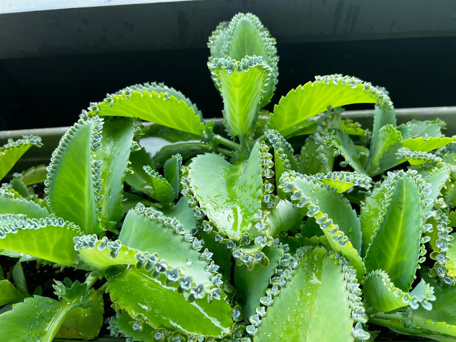 Kalanchoe Daigremontiana 'Mother of Thousands' Succulent Plant - Easy Care Houseplant for Indoor Gardening