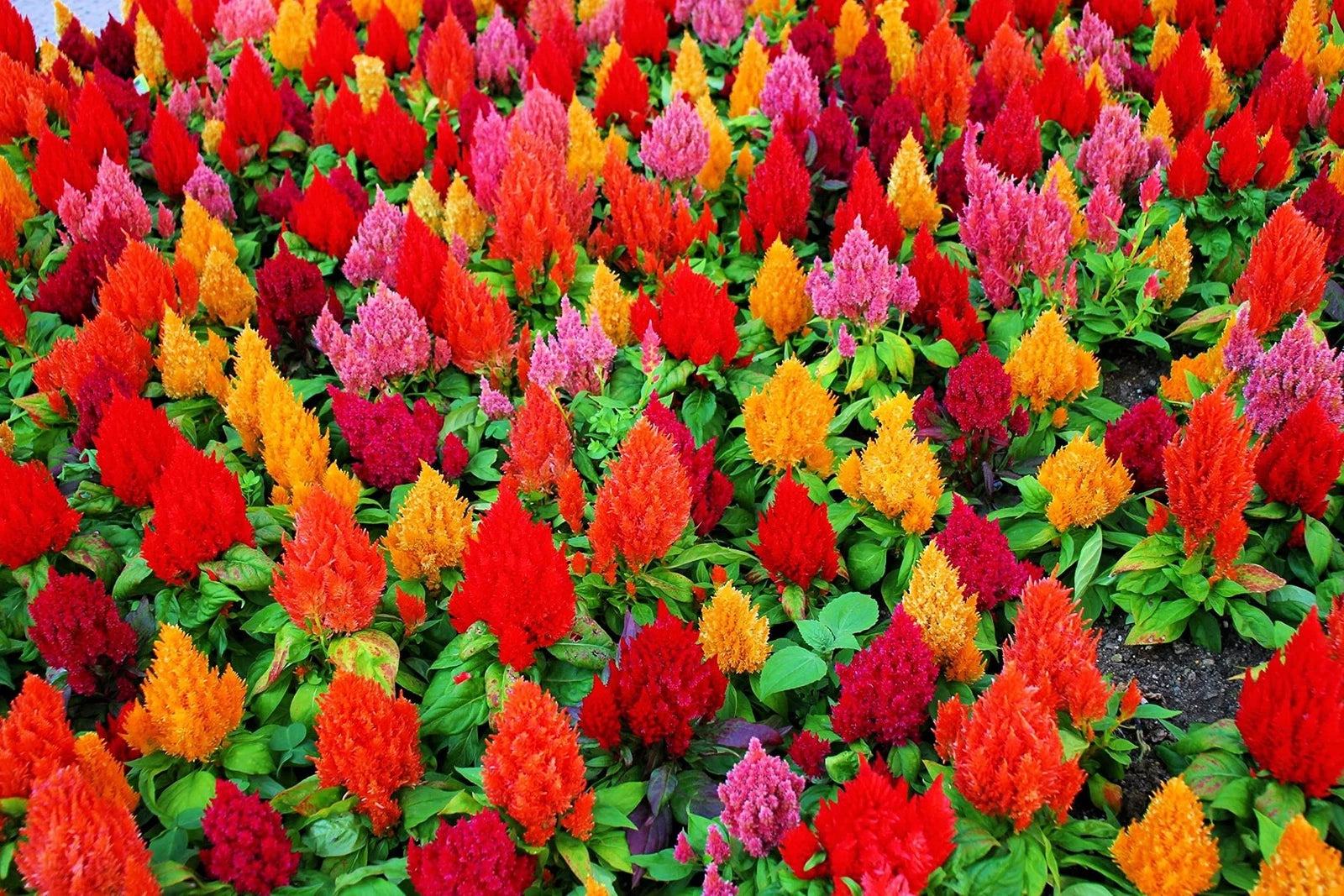 Celosia Seeds - 100+ Mixed Color Pampas Plume - Celosia argentea - Made in USA