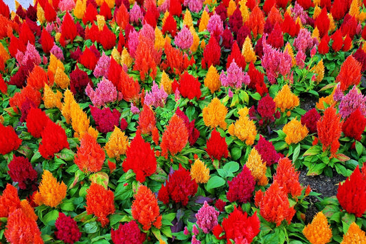 Celosia Seeds - 100+ Mixed Color Pampas Plume - Celosia argentea - Made in USA