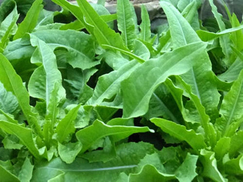Chinese Leaf Lettuce Seeds - 200+ Seeds - Sword Pointed Lettuce (A Choy Yu Mai Tsai) - USA Grown